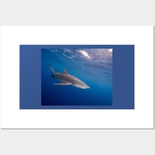 A Lemon Shark Cruising Under the Surface Posters and Art